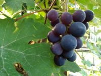 Kaukasischer Wein September 2020