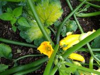 Gelbe Zucchini Juni 2020